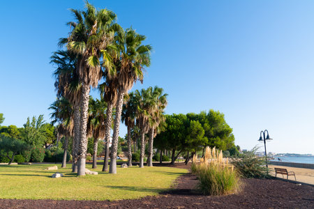 L'Ampolla Spain Costa Dorada Parc de Salut de L`Arenal palm trees in parkの写真素材