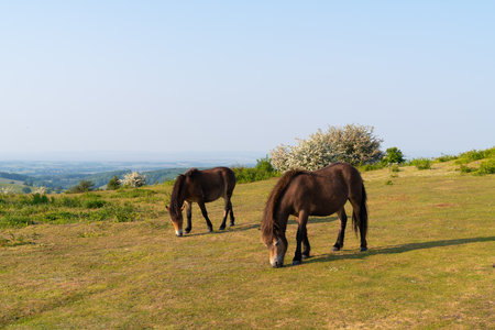 Exmoor Ponies Quantock Hills Somerset England UKの写真素材
