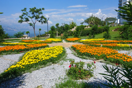 Yellow and orange colourful flower display on Antalya Turkey coast pathの写真素材