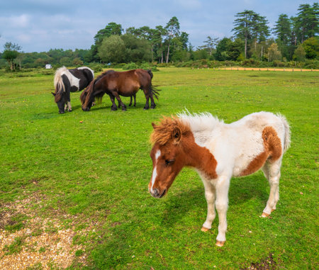 Brown and white pony New Forest National Park Hampshire England Ukの写真素材