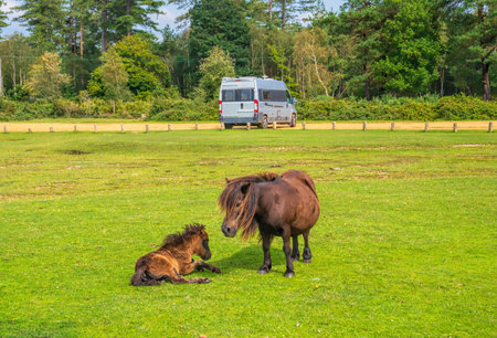 Shetland ponies mother and foal New Forest National Park Hampshire England Ukの写真素材