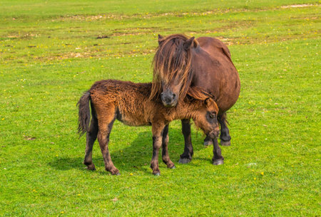 Shetland ponies mother and foal New Forest National Park Hampshire England Ukの写真素材