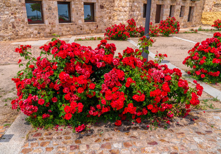 Colourful red roses Zamora Spainの写真素材