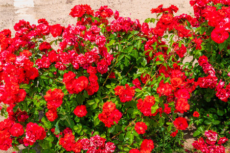 Colourful red roses and green leaves beautiful flowersの写真素材