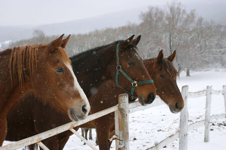 	Brown horses in a stable at winter timeの写真素材