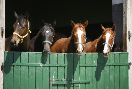  Thoroughbred foals in the stable 	Purebred horses in the barn doorの写真素材