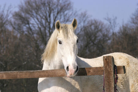 Thoroughbred white horse in winter corralの写真素材