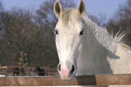 Thoroughbred white horse in winter corralの写真素材