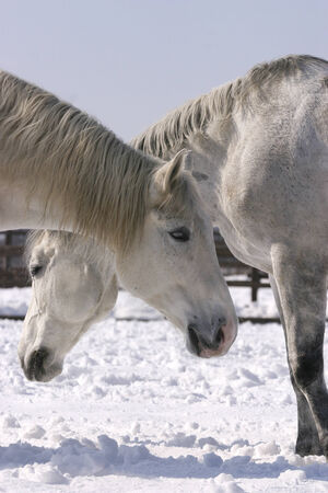 A nice pair of Two thoroughbred horses standing in winter corralの写真素材