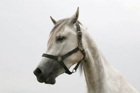 	Portrait of an beautiful arabian white horse.  	Close-up of a gray youngster in summer paddockの写真素材
