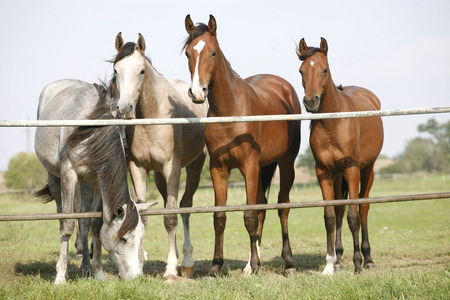 Three arabian youngster looking over corral gate at summertime 	Three arabian youngster looking over corral gate at summertimeの写真素材