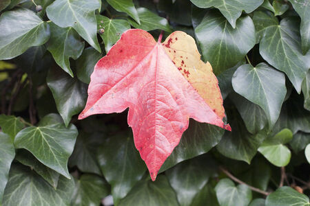 Red autumn leaf between green leavesの写真素材
