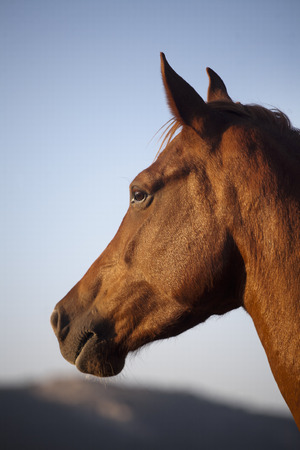 Side view portrait of an beautiful mare hungarian breed gidran horseの写真素材