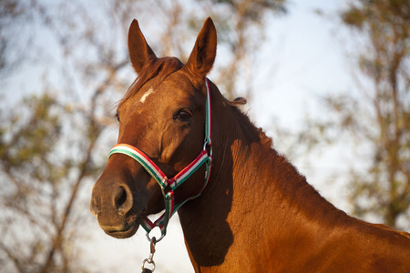 Side viewheadshot of an beautiful mare hungarian breed gidran