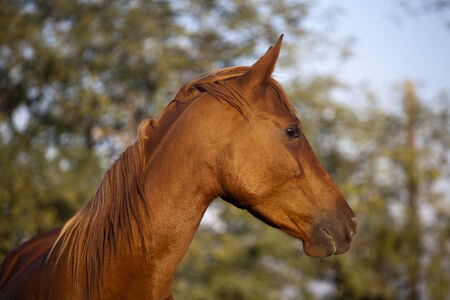 Side view portrait of an beautiful mare hungarian breed gidranの写真素材
