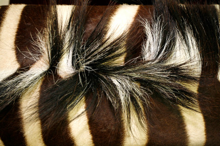 Close-up of a zebra neck with mane as a backgroundの写真素材