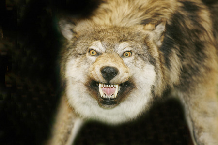 Portrait of stuffed wolf as a backgroundの写真素材