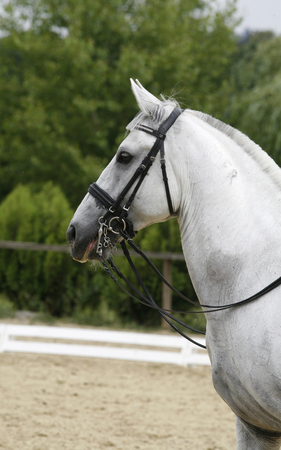 Headshot of a grey dressage sport horse in actionの写真素材