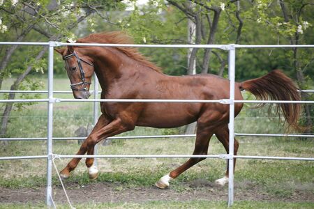 Beautiful young purebred horse galloping at horse farm summertime in the corralの写真素材