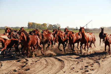 Herd of horses running throgh the desert summertimeの写真素材