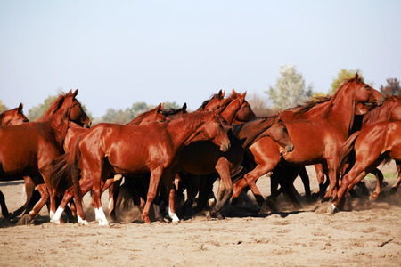 Herd of horses running throgh the desert summertimeの写真素材