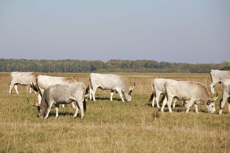Herd of cattle grazing on english gray steppe meadowの写真素材