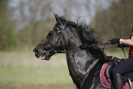 Beautiful show jumper horse galloping with riderの写真素材