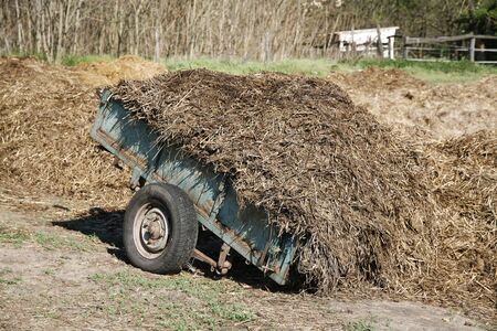 Big dung pile on a wagon at a horse farm summertimeの写真素材