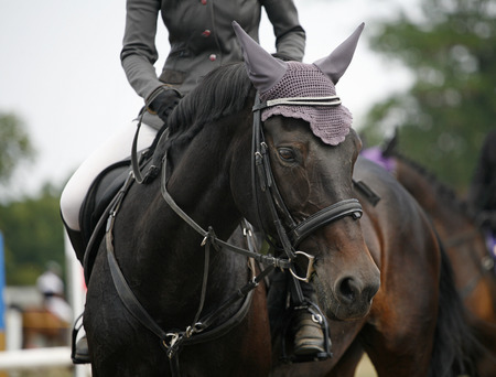Head-shot of a show jumper horse during competition with jockeyの写真素材