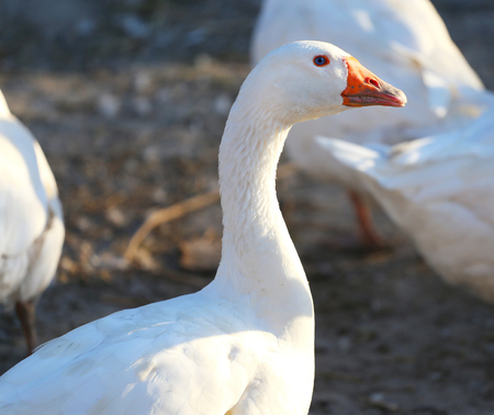 Close up image of a goose headの写真素材