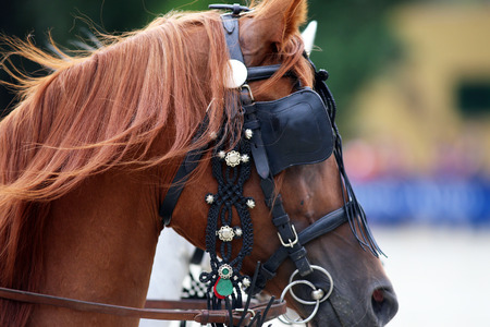 Face of beautiful purebred horse with trappings. Side view of a thoroughbred horse portraits in Harnessesの写真素材