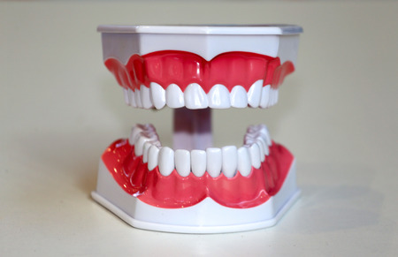 Teeth anatomical model demo against white background