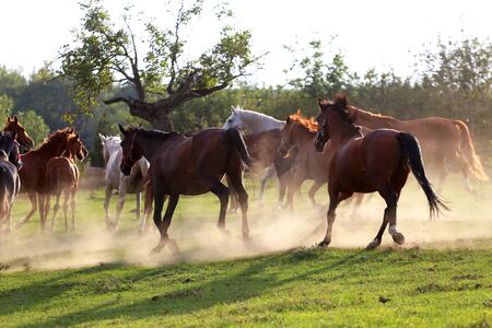 Batch of purebred horses galloping at sunset on dusty meadow