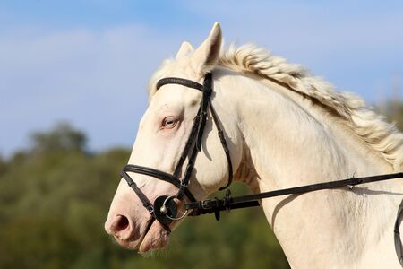 Wonderful white horse with unique blue eyes