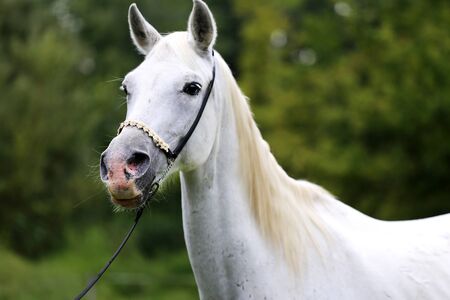 Beautiful head shot of an arabian horse on natural backgroundの写真素材
