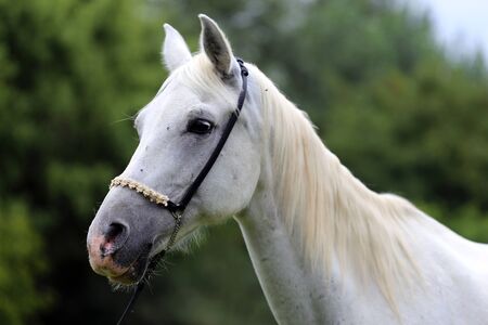 Beautiful thoroughbred horse head at farm against natural backgroundの写真素材