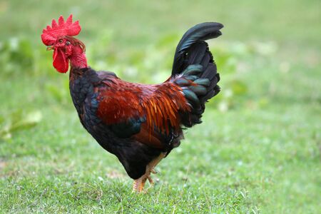 Cock on the traditional free range poultry farm rural scene
