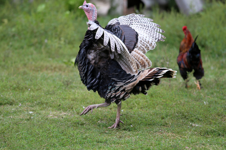 Turkey on the traditional free range poultry farm rural sceneの写真素材