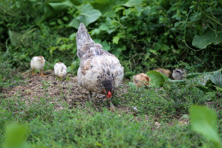 Hen chick rearing in natural environment rural sceneの写真素材