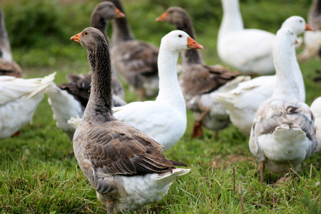 Geese graze on rural poultry farm yardの写真素材
