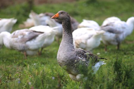 Geese graze on rural poultry farm yardの写真素材