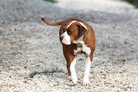 High bred american bulldog walking alone on animal farm