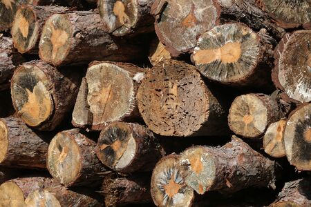 Freshly cut pine tree logs in forest outdoors