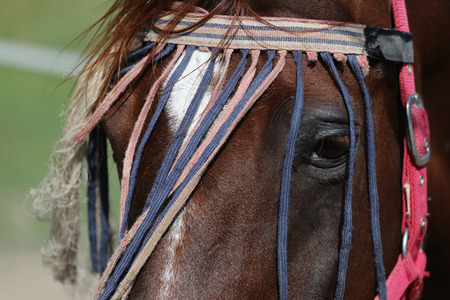 Extreme closeup of a young purebred arabian mareの写真素材