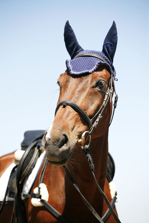 Sport horse portrait during competition with beautiful trappingsの写真素材