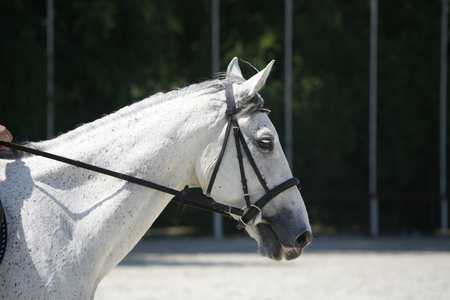 Purebred grey colored horse head portrait closeup at equestrian show jumping trainingの写真素材