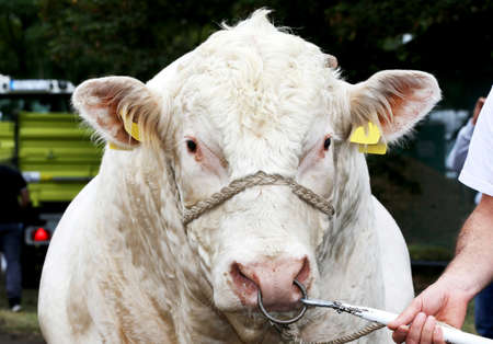 Thoroughbred dairy cow close up head with unidentified ownerの写真素材