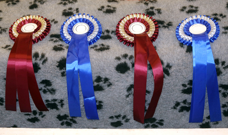 Blue and red colored first price rosette for winning dogsの写真素材