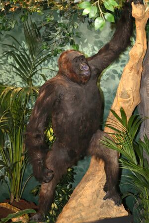 Portrait of a western lowland gorilla
