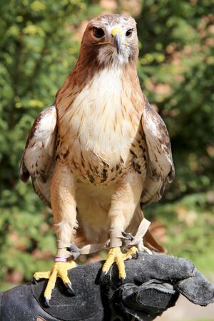 American chickenhawk perched on gloved handの写真素材